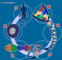 dna_infograph