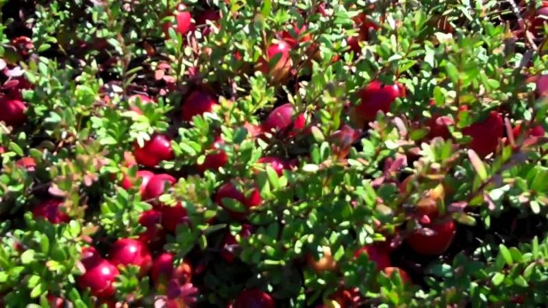 Το caranberry, βακκίνιο ή κράμπερι είναι ένας μικρός θάμνος