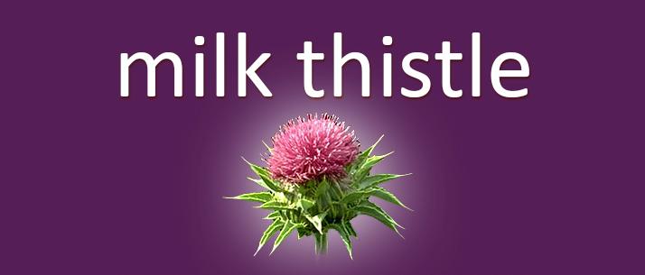 milk thistle