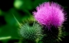 Γαϊδουράγκαθο (Milk Thistle)